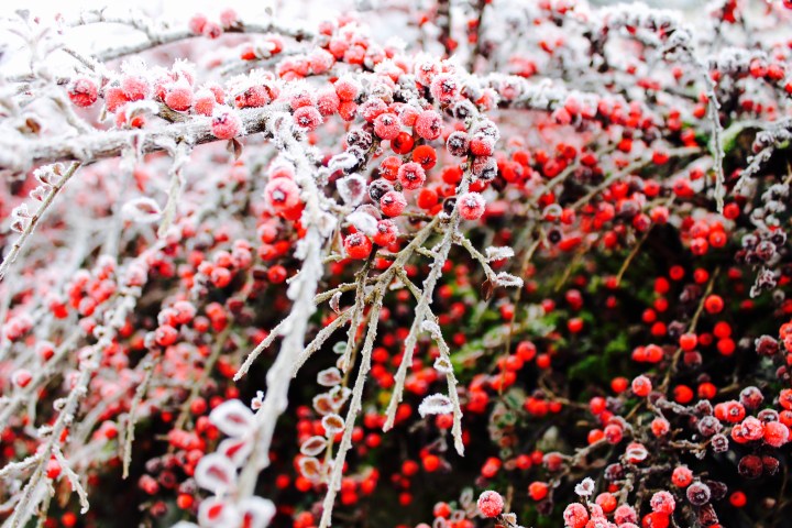 Frozen berries on a bush