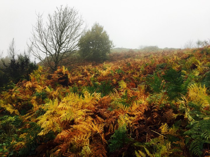 Autumnal ferns on the Malvern Hills