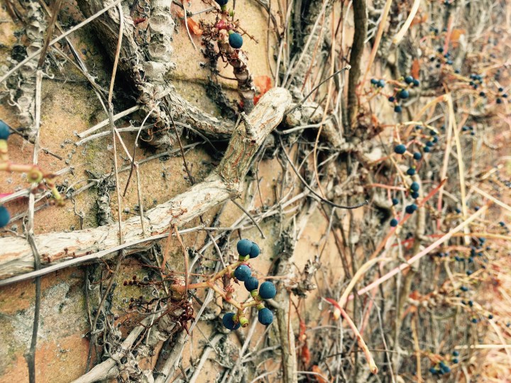 Autumnal grape vines cling to a brick wall