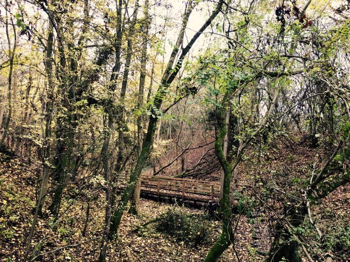 Walking track at The Fold