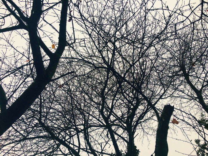 A few autumn leaves cling onto a mostly bare tree