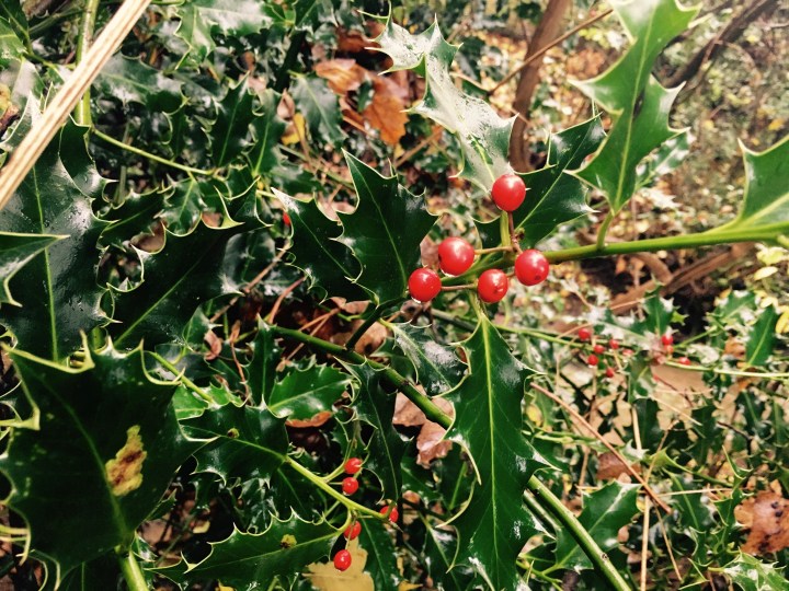 A holly bush