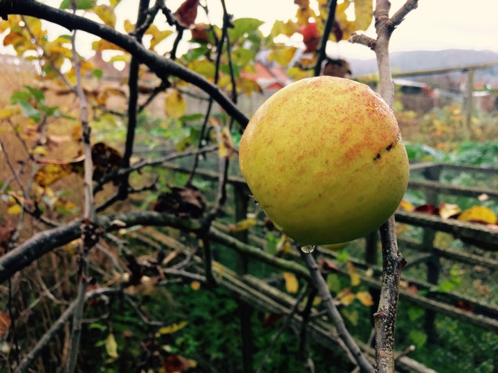 Apple on tree in English allotment