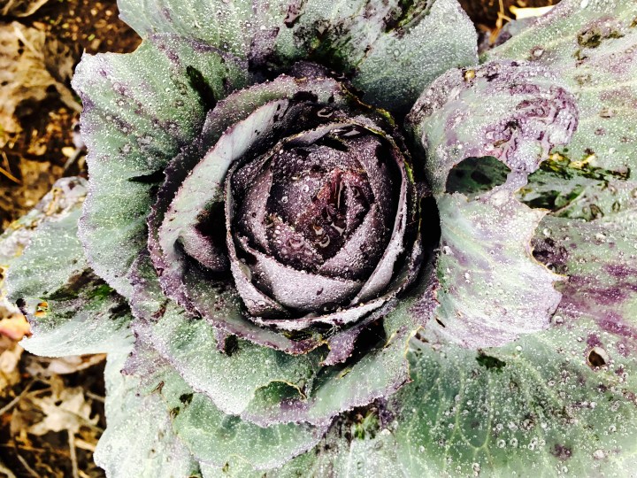 Cabbage plant in English allotment