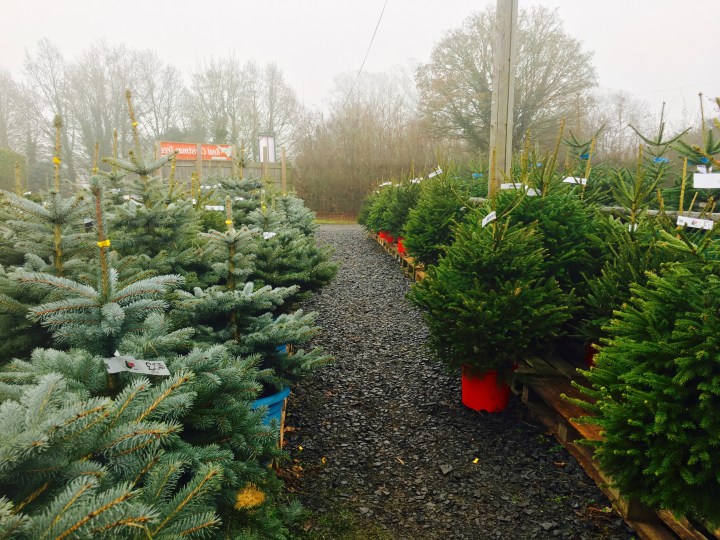 Christmas trees at the Leigh Sinton Christmas tree farm