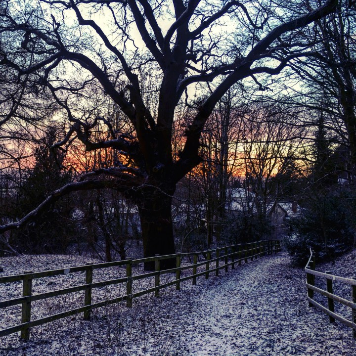 A snowy path in a park with a pink and orange sunrise silhouetting a large tree.