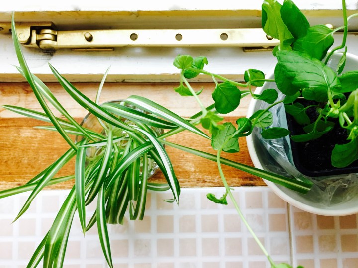 Spider plant and mint plant sit side by side in front of sash window in Georgian style house in England.
