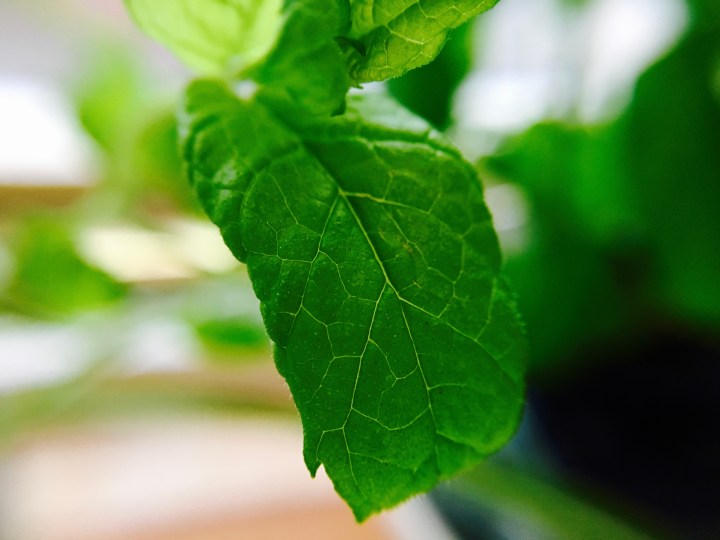 Extreme close up of a mint leaf attached to a mint plant.