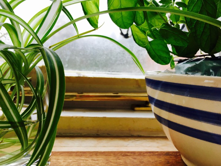 Spider plant and mint plant sit in front of window in Georgian style house in England.