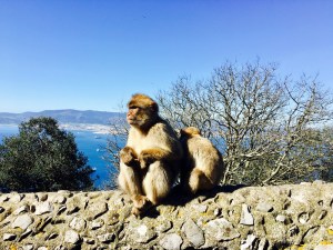 Barbary Macaques in Gibraltar.