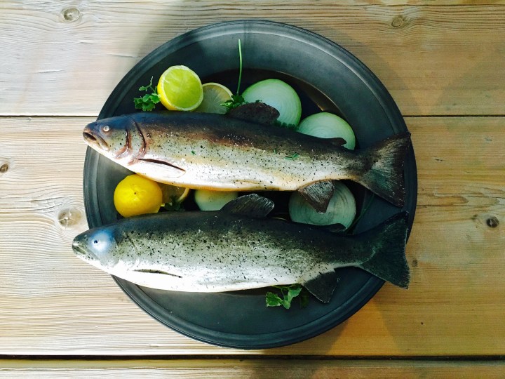 Plastic fish dish at National Trust property, Tredegar House, in Wales.