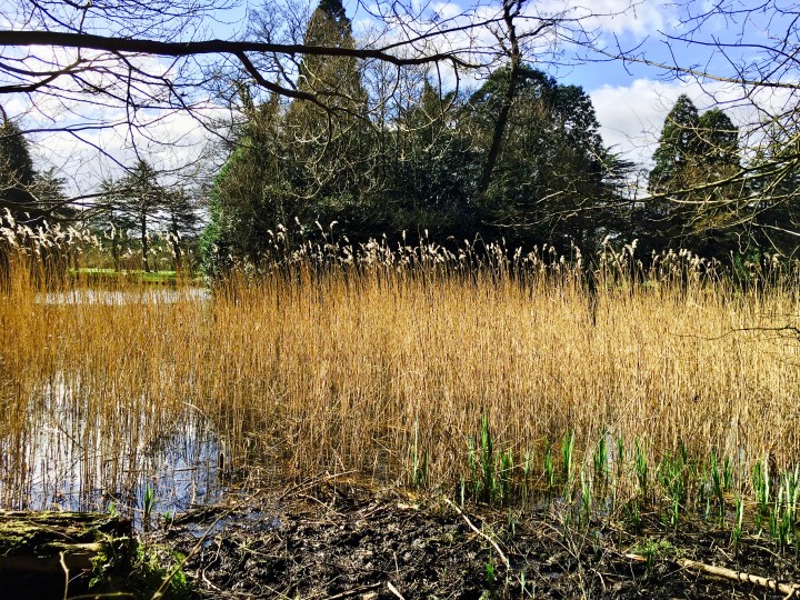 The lake in the grounds of National Trust property, Tredegar House, in Wales.