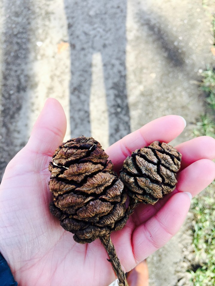 Tiny pinecones in hand.