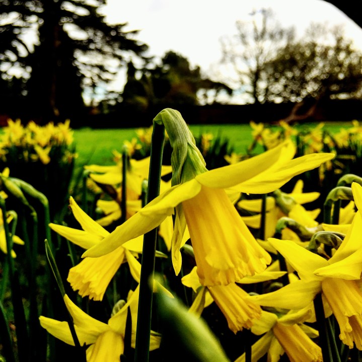 Daffodils at National Trust property, Tredegar House, in Wales.