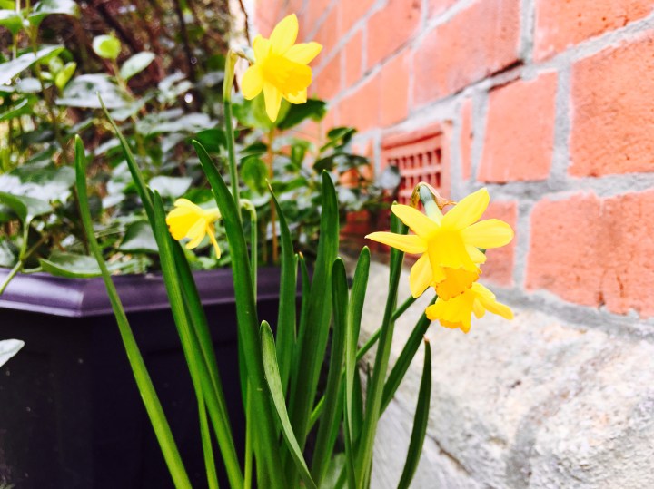 Tiny narcissus flowers blooming.