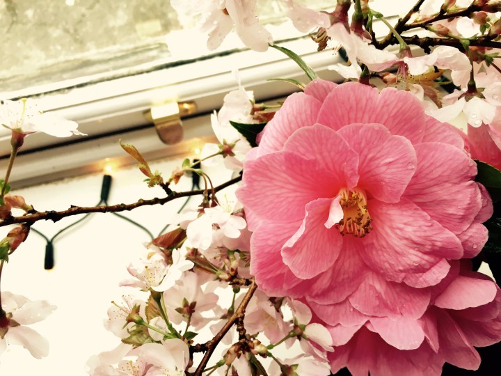 Posy of almond blossom and pink flowers, with fairy lights in the background.