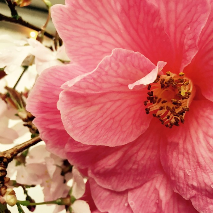 The joy of being&nbsp;housebound