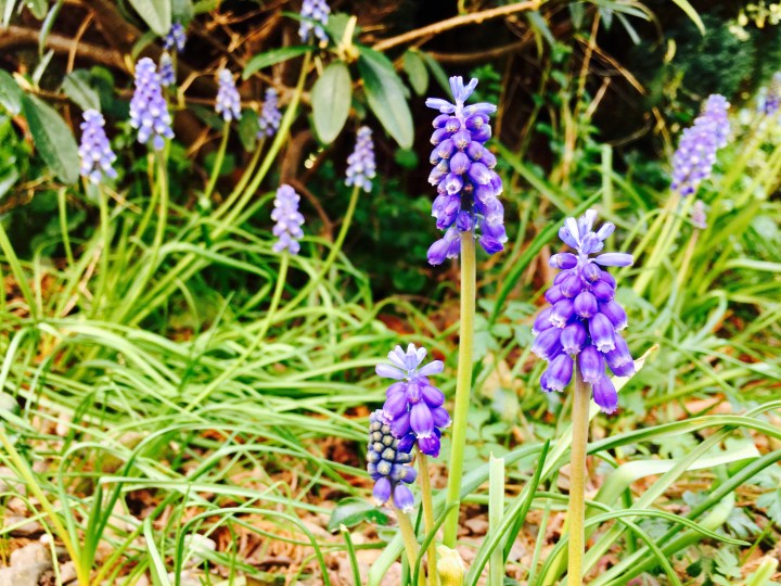 Bluebells flowering in a garden.