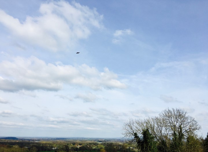 Bird flying across bright blue sky.