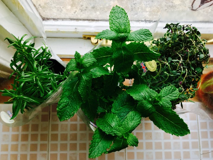 Rosemary, mint and thyme in pots beside a kitchen window.