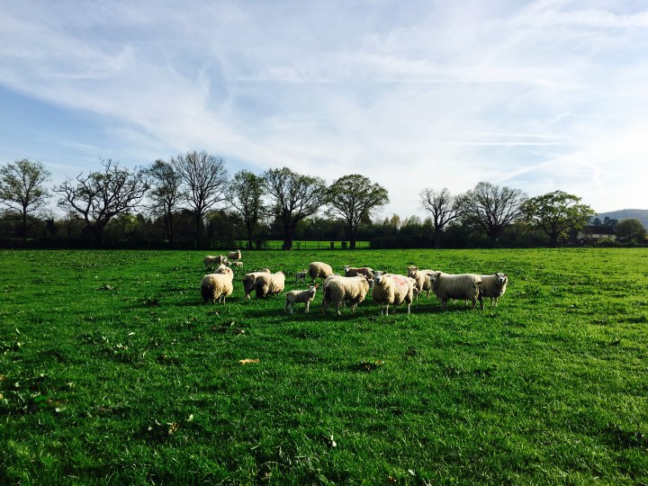 Ewes and spring born lambs in a paddock near Malvern, Worcestershire.