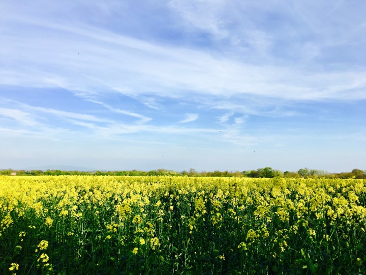 A field of canola or rapeseed in Malvern, Worcestershire.
