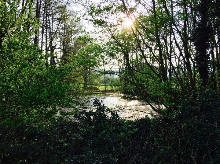A sunlight pond surrounded by green trees near Malvern, Worcestershire.