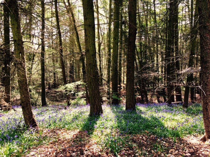 Bluebells in a wood near Nympsfield, Gloucestershire.