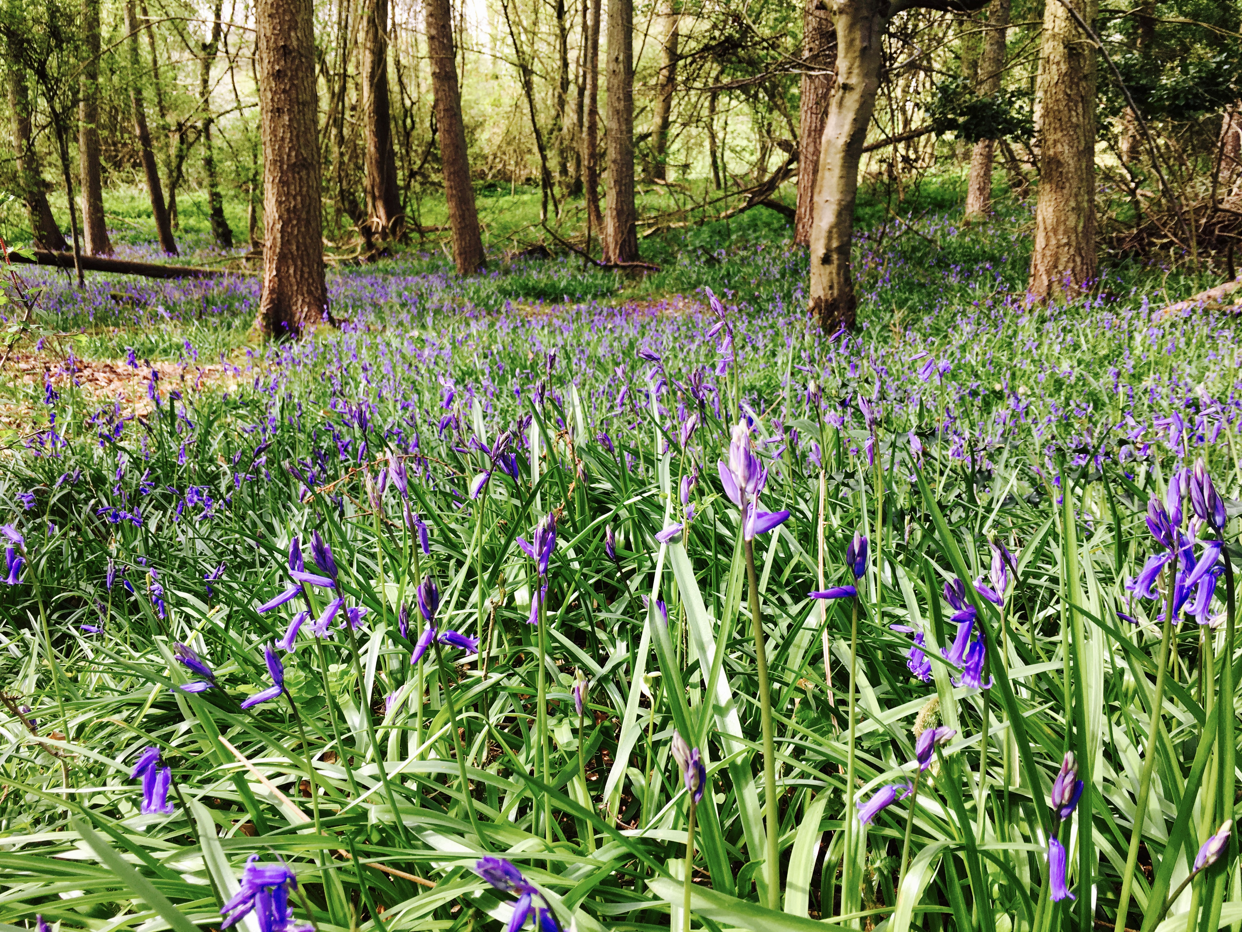 Bluebells in a pine woodland near Nympsfield, Gloucestershire.