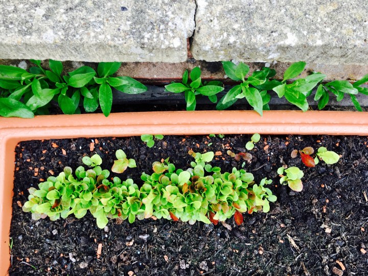 Salad leaves sprouting in garden pot.