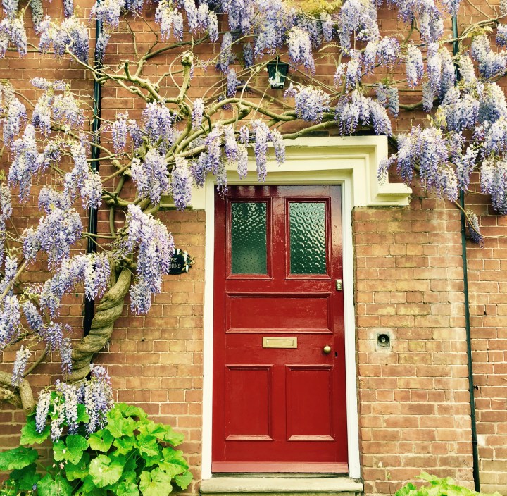 Flowering wisteria surrounding the front door of a house in Ombersley, Worcestershire.