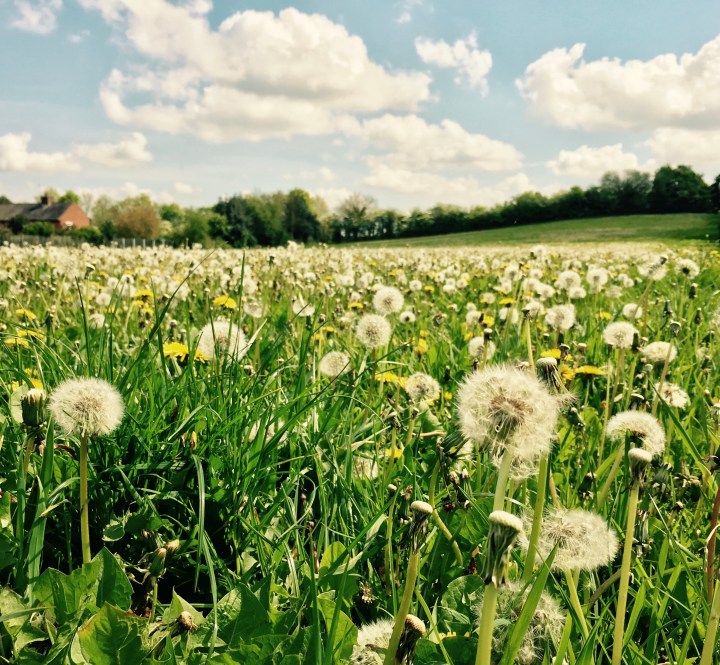 Field of dandelions and daisies in Ombersley, Worcestershire.