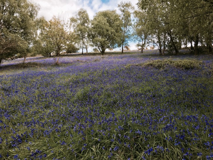 Bluebells on the Malvern Hills, Worcestershire.