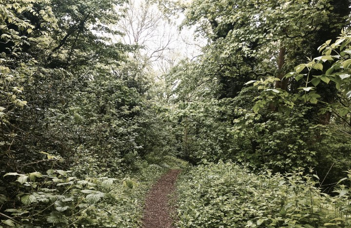 Woodland on the Malvern Hills, Worcestershire, England.
