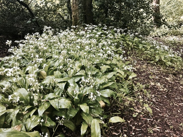 Wild garlic growing on the Malvern Hills, Worcestershire, England.