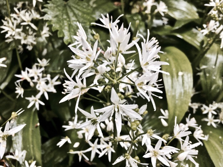 Wild garlic flowers