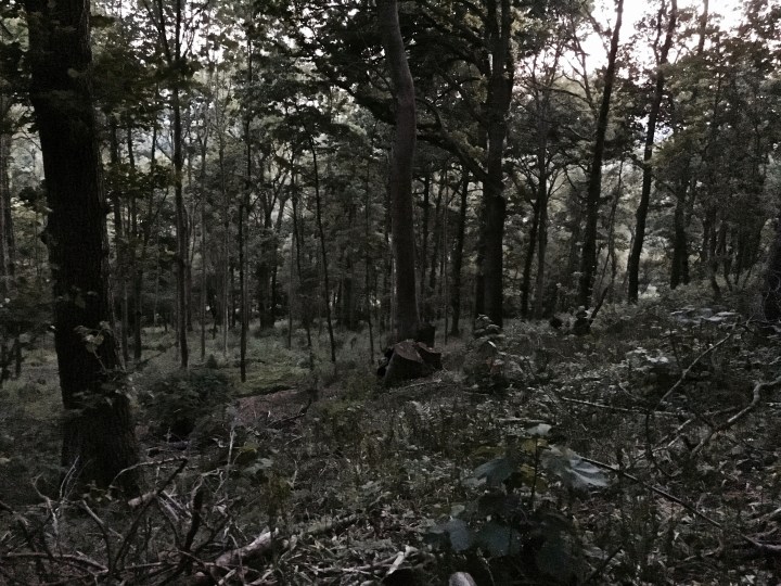 Woodland near Cradley, Herefordshire.