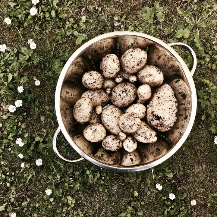 Colander of freshly picked new potatoes.