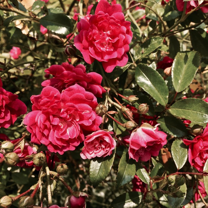 Pink roses in bloom.