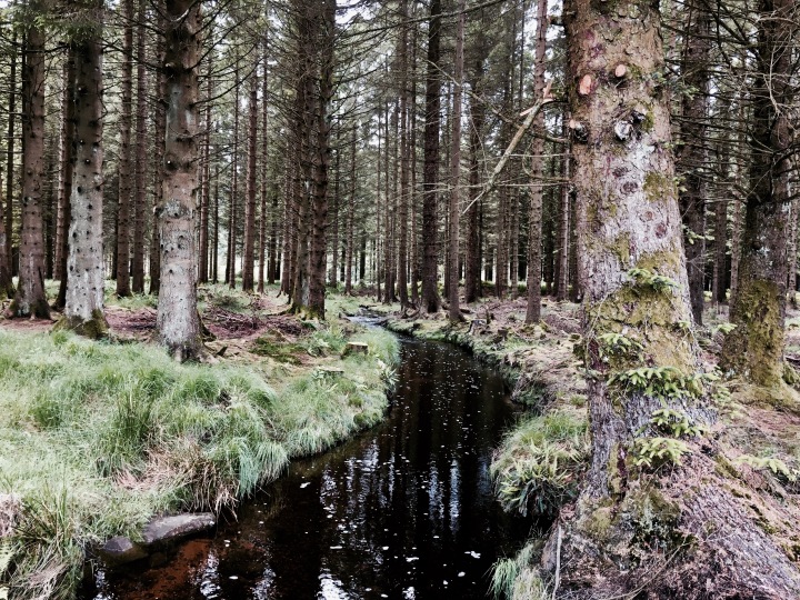 Pine trees besides a stream in Galloway Forest Park, Scotland.