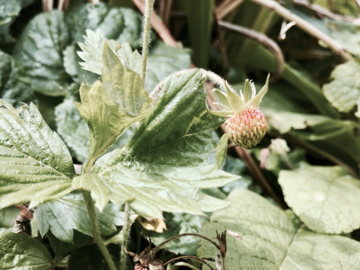 Tiny new strawberries growing on a plant.