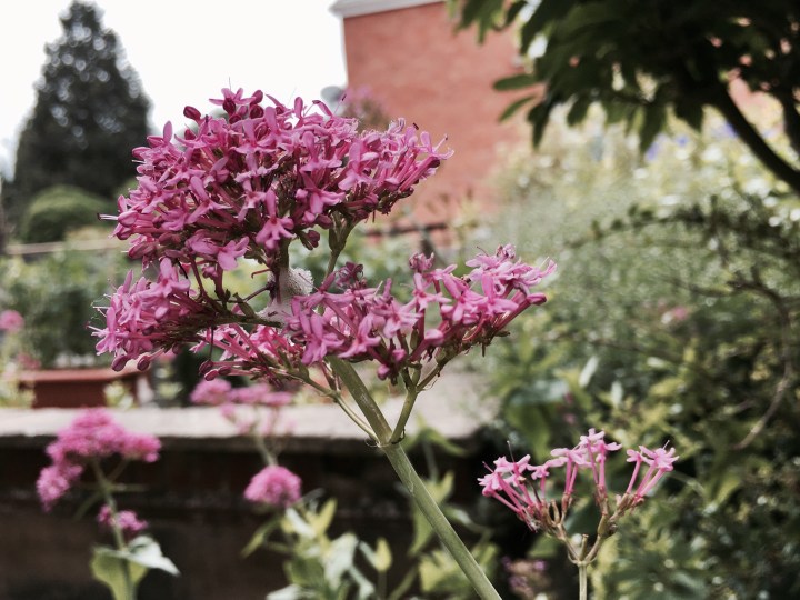 Pink flowers growing in English cottage garden.