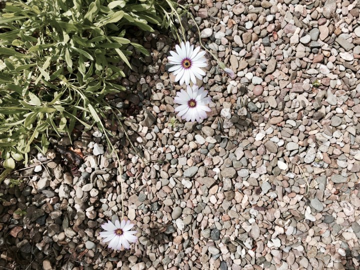 White flowers growing in an English cottage garden.