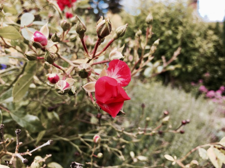 Rambling rose bush with pink flowers in bloom.