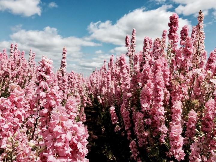 Field of delphinium flowers in Wick, Worcestershire.