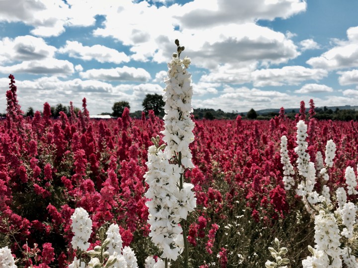 Field of delphinium flowers in Wick, Worcestershire.