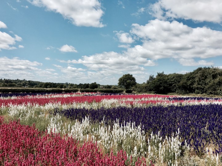 Field of delphinium flowers in Wick, Worcestershire.