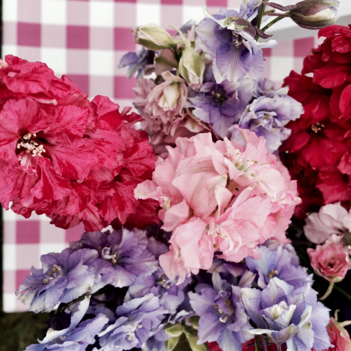 Bunch of delphinium flowers in Wick, Worcestershire.