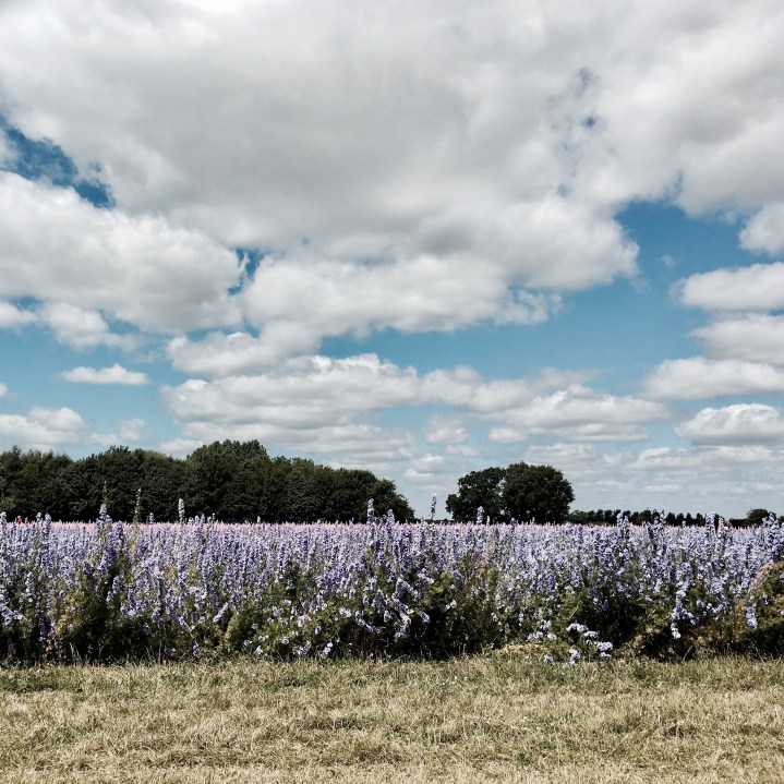 Field of delphinium flowers in Wick, Worcestershire.