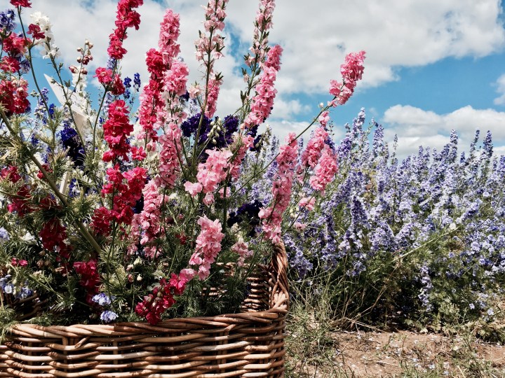 Bunch of delphinium flowers in Wick, Worcestershire.